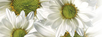 Floral Image