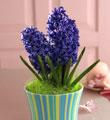 The FTD� Bounty of Spring� Planter