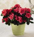The FTD� Spring Splendor� Planter