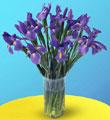 The FTD� Blooming Iris