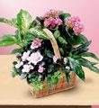 The FTD� Pink Assortment