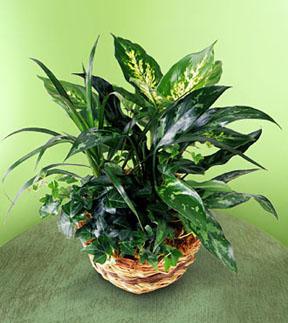 The FTD? Exotic Assortment