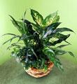 The FTD� Exotic Assortment