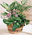 The FTD� French Garden