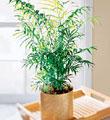 The FTD� Palm