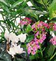 FTD Florist Designed Blooming and Green Plants in a Basket