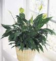 The FTD� Peace & Serenity� Planter