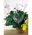 The FTD� Green Gardens� Centerpiece