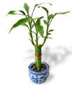 Lucky Bamboo