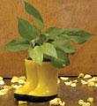 Pothos 'N Boots