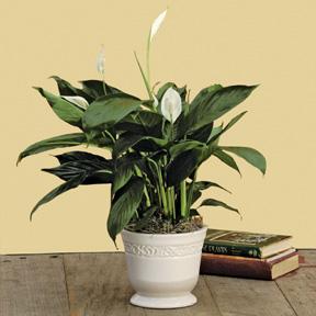 Sympathy Peace Lily