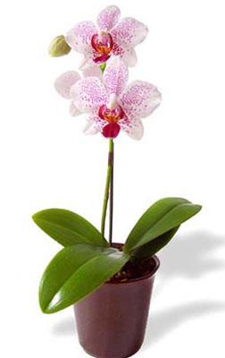 Potted Mini Orchid