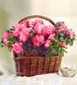 Azalea Basket