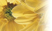 Floral Image