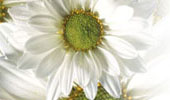 Floral Image