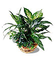 The FTD� Exotic Assortment