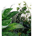 The FTD� Florist Designed Plants in a Basket