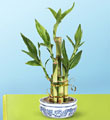 Lucky Bamboo