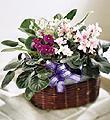 The FTD� African Violets