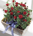 The FTD� Village Rose� Basket