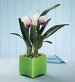 The FTD� Irresistible Orchid� Planter