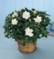 The FTD� Scent of Gardenia� Planter