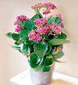 The FTD� Pink Kalanchoe