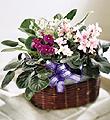 The FTD� African Violets