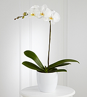 funeral flowers, sympathy flowers, The FTD� White Orchid Planter