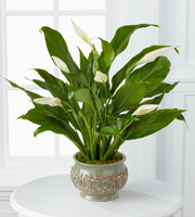 Terra Flora Flowers of Denver web gifts