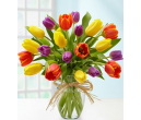 20 Multi-Colored Tulips