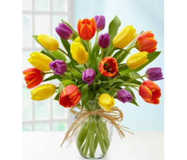 20 Multi-Colored Tulips