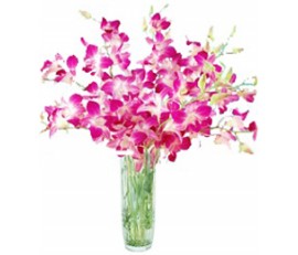 Orchids, Orchids, Orchids