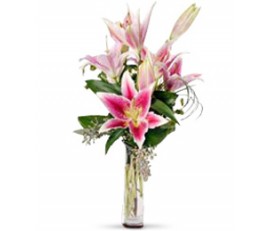 Pink Stargazer Lily Delight