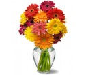 Gerber Daisy Bouquet